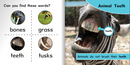Ready Readers:Animal Teeth