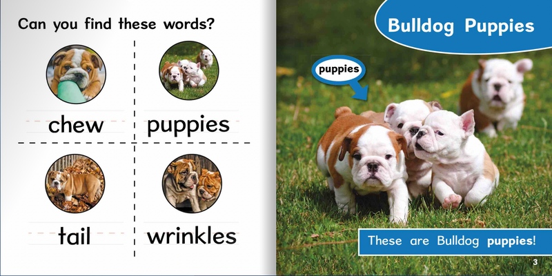Ready Readers:Bulldog Puppies