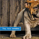 Ready Readers:Bulldog Puppies