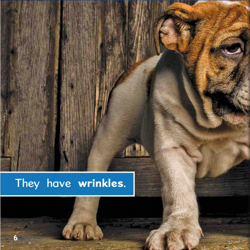 Ready Readers:Bulldog Puppies