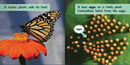 Ready Readers:Butterfly