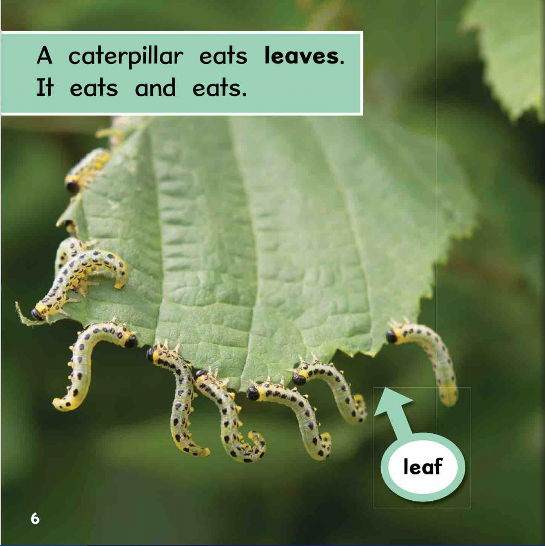 Ready Readers:Butterfly