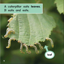 Ready Readers:Butterfly