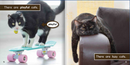 Ready Readers:Cat