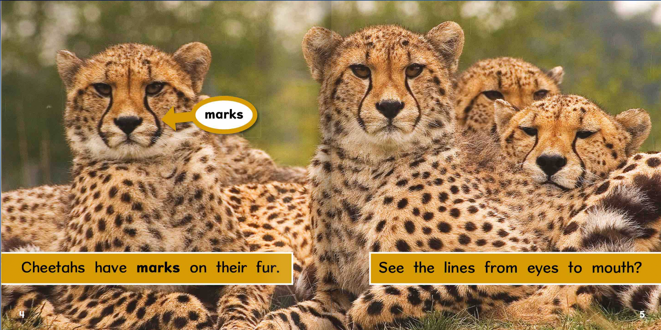 Ready Readers:Cheetah