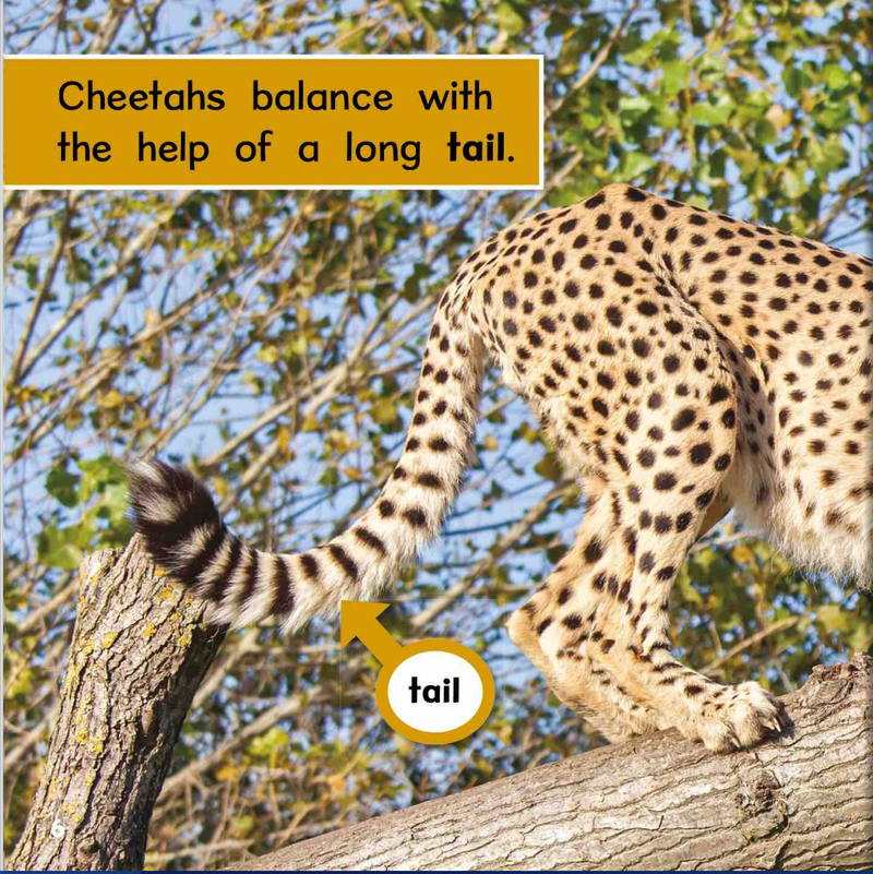 Ready Readers:Cheetah