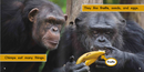 Ready Readers:Chimpanzee