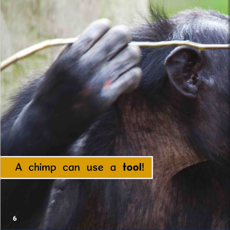 Ready Readers:Chimpanzee