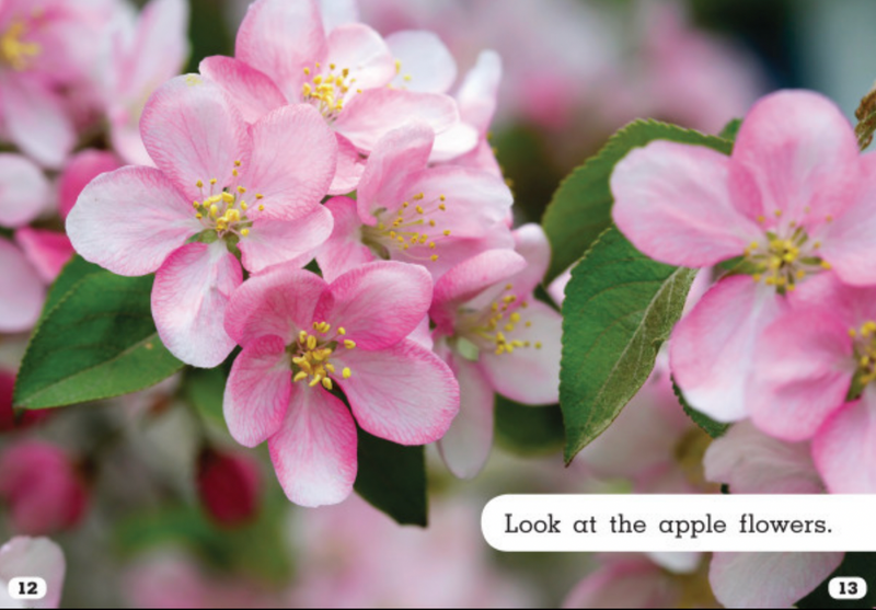Plant Life Cycles:Let's Look at Apple Trees
