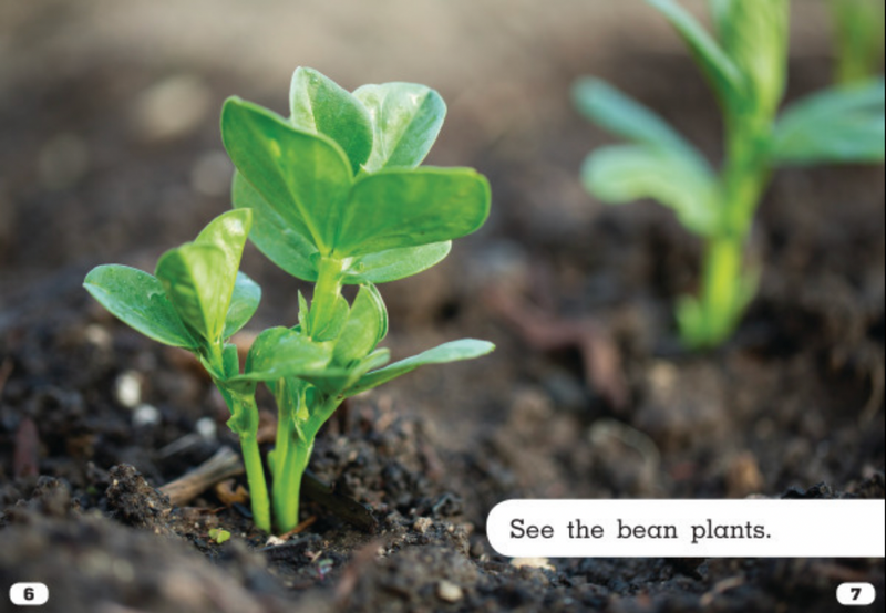 Plant Life Cycles:Let's Look at Beans