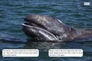 Red Rocket Fluency Level 3 Non Fiction C (Level 20): Whale Migrations