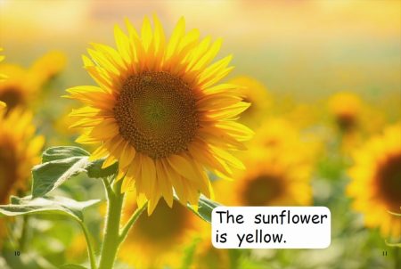Red Rocket Rainbow Explorers (Level 2): What is Yellow?