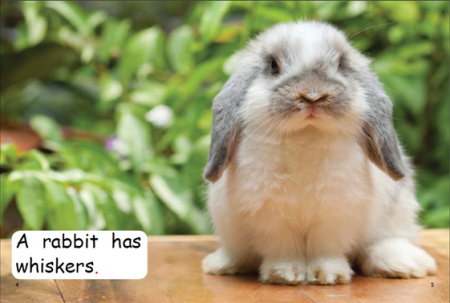 Red Rocket Emergent Non Fiction C (Level 1): Who Has Whiskers?