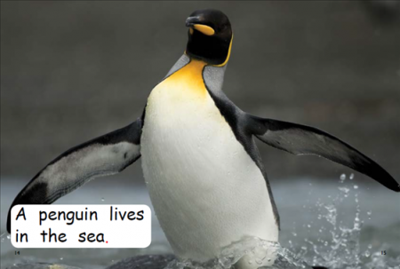 Red Rocket Emergent Non Fiction C (Level 1): Who Lives In The Sea?
