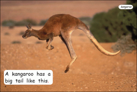 Red Rocket Early Level 1 Non Fiction B (Level 3): Whose Tail is This?