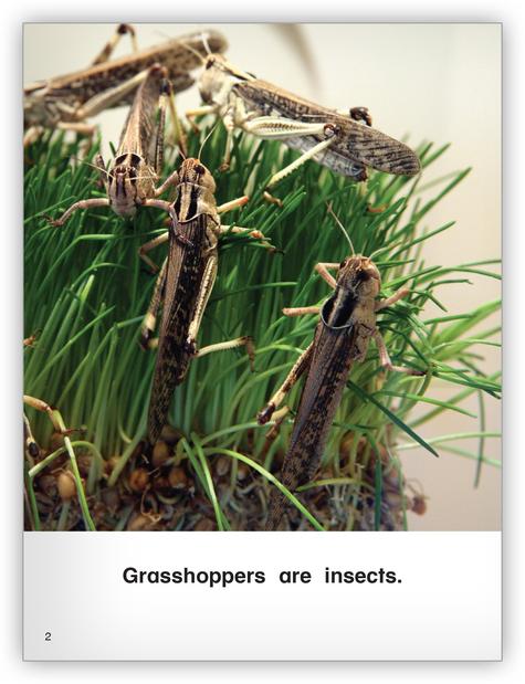 Kaleidoscope GR-C: All About Grasshoppers
