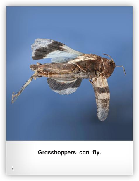 Kaleidoscope GR-C: All About Grasshoppers