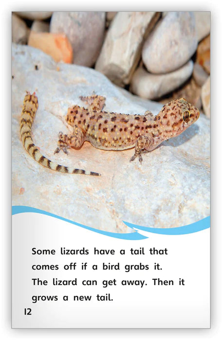 All About Lizards (Fables & The Real World)
