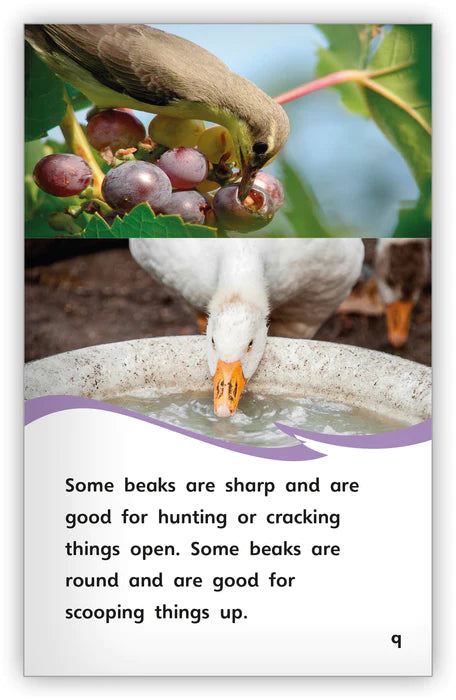 Birds (Fables & The Real World)