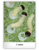 Kaleidoscope Big Book GR-A: Butterfly