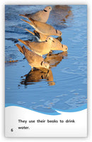 Doves (Fables & The Real World)