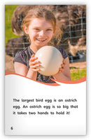 Eggs (Fables & The Real World)