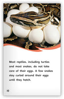 Eggs (Fables & The Real World)