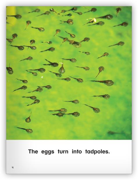 Kaleidoscope GR-C: Frogs Grow