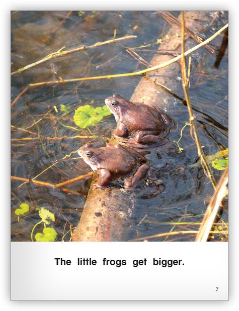 Kaleidoscope Big Book GR-C : Frogs Grow
