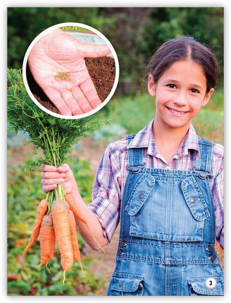 My World: From Seeds