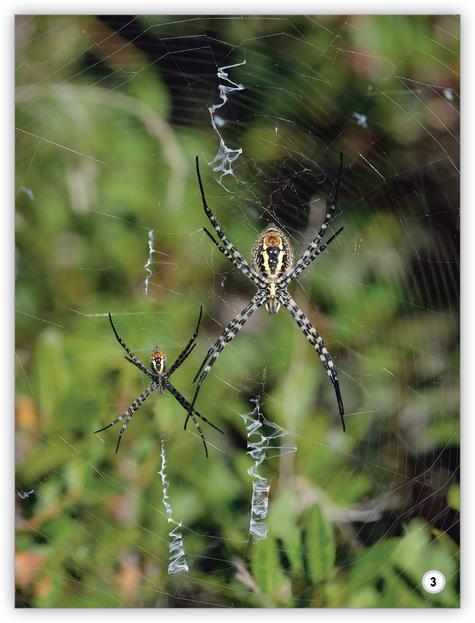 My World: Garden Helper's