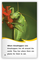 Grasshoppers (Fables & The Real World)