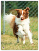 My World: Animals in My Community