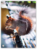 My World: Animals in My Community