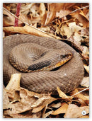 My World: Animals in the Forest