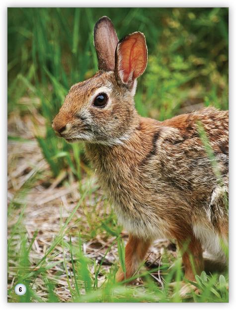 My World: Animals in the Forest