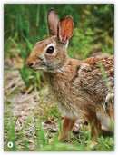 My World: Animals in the Forest