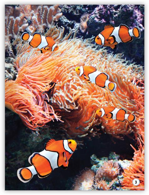 My World: Go Fish!