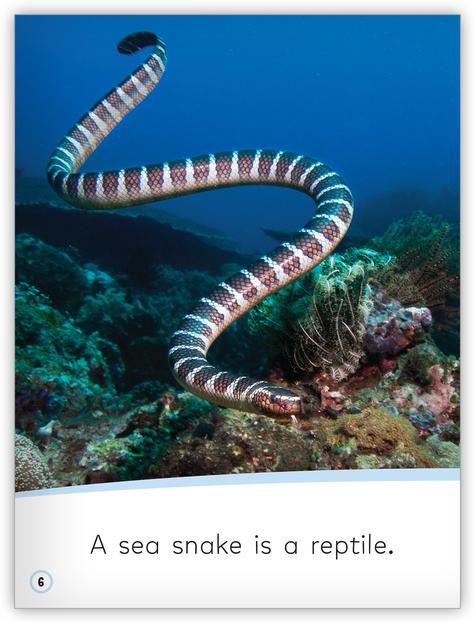 My World: Reptiles