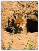 My World: Where Do Animals Live?