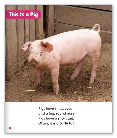 All About Pigs (Story World Real World)