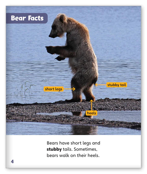 Bears (Story World Real World)