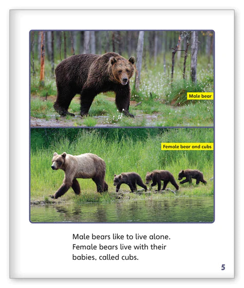 Bears (Story World Real World)