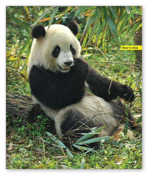 Bears (Story World Real World)