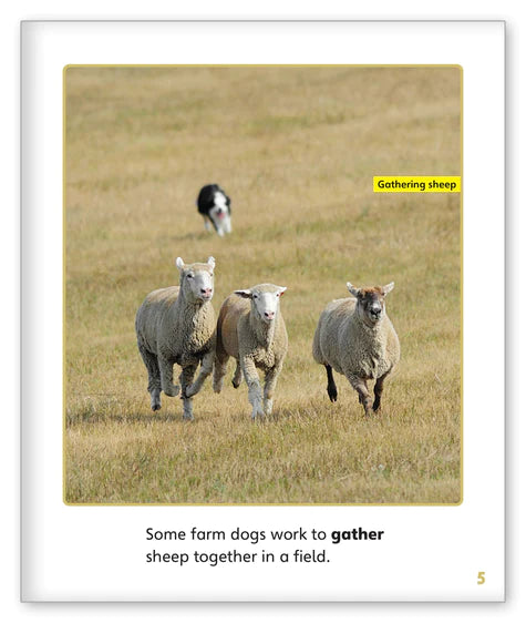 Dogs at Work (Story World Real World)