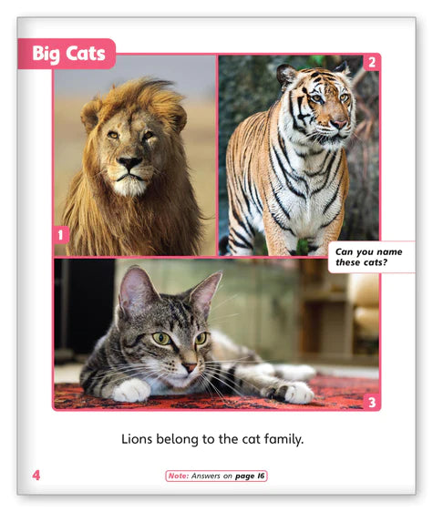 Lions (Story World Real World)