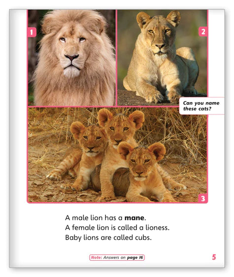 Lions (Story World Real World)