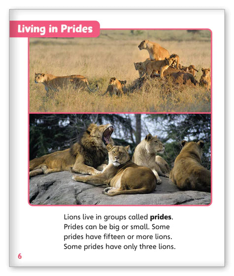 Lions (Story World Real World)