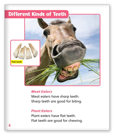 Terrific Teeth (Story World Real World)