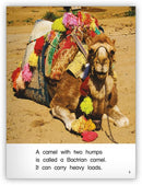 Kaleidoscope GR-G: Humpty Has Two Humps